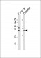 (DANRE) lin28a Antibody (Center)